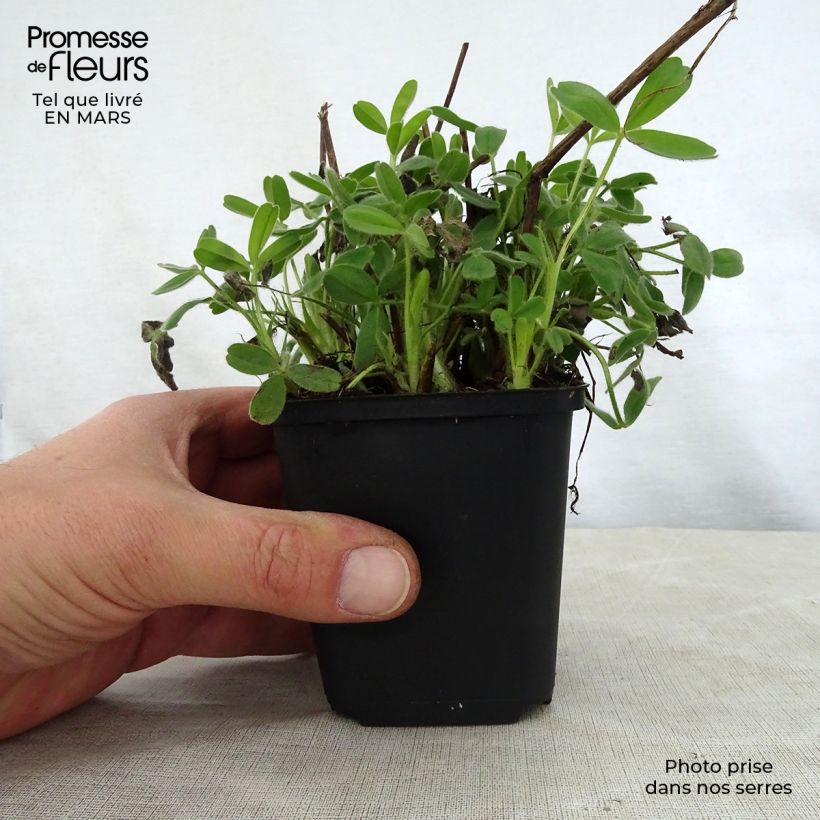 Spécimen de Trifolium ochroleucon - Trèfle beige Godet de 8/9 cm tel que livré au printemps