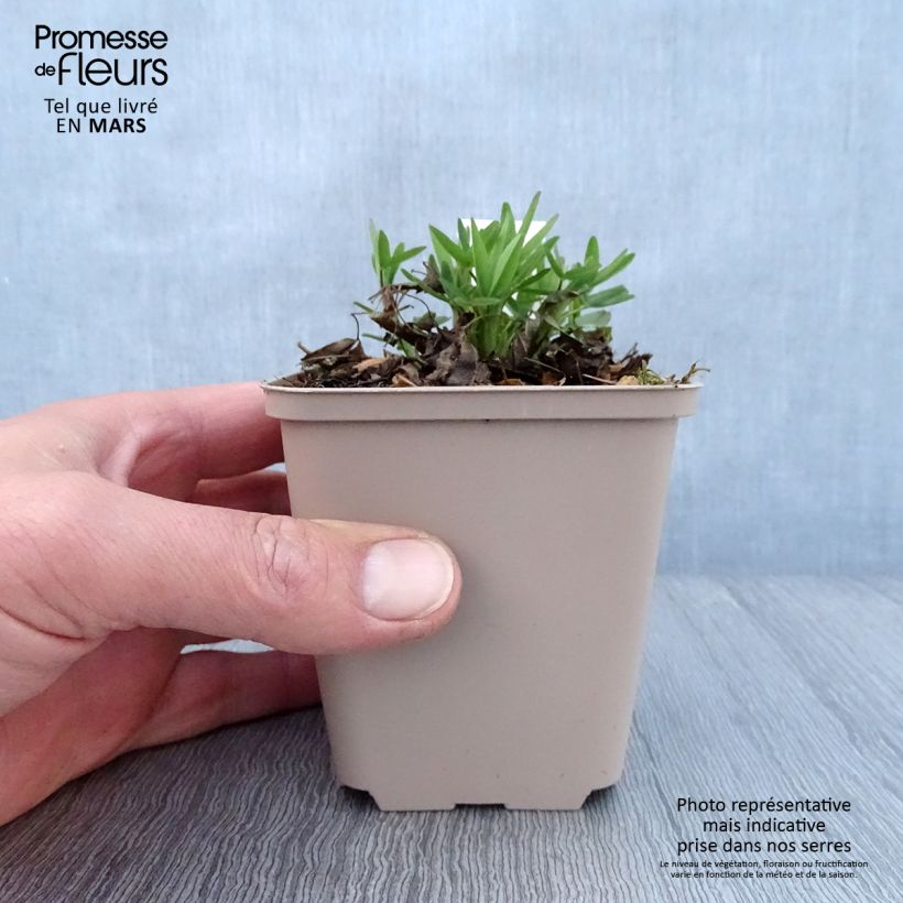 Spécimen de Trifolium rubens Peachy Pink - Trèfle pourpré Godet de 8/9 cm tel que livré au printemps