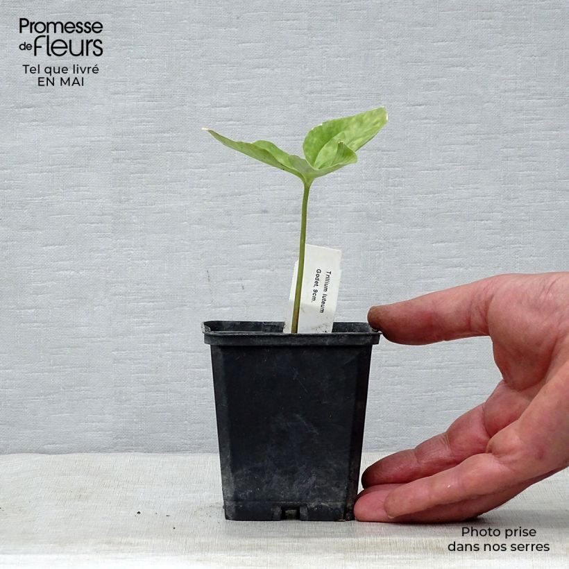 Spécimen de Trillium luteum - Trille à fleurs jaunes Godet de 8/9 cm tel que livré au printemps