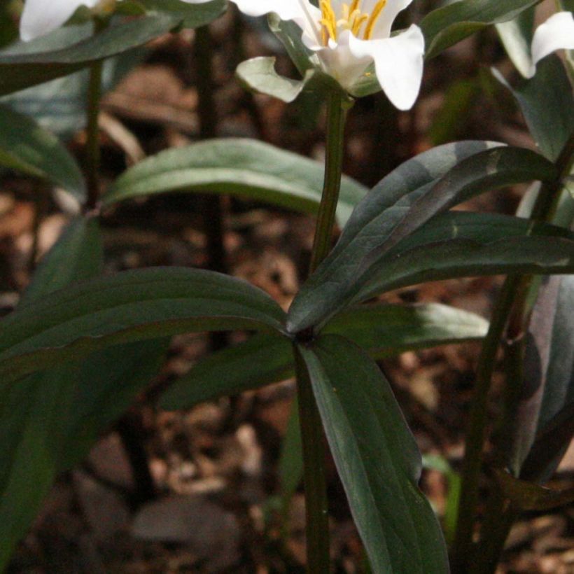 Trillium pusillum -Trille nain (Foliage)