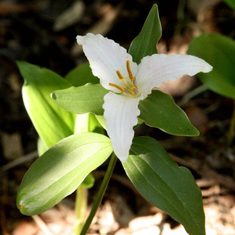 Trillium pusillum -Trille nain (Flowering)