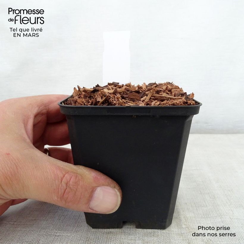 Spécimen de Trillium recurvatum - Trille Godet de 8/9 cm tel que livré au printemps