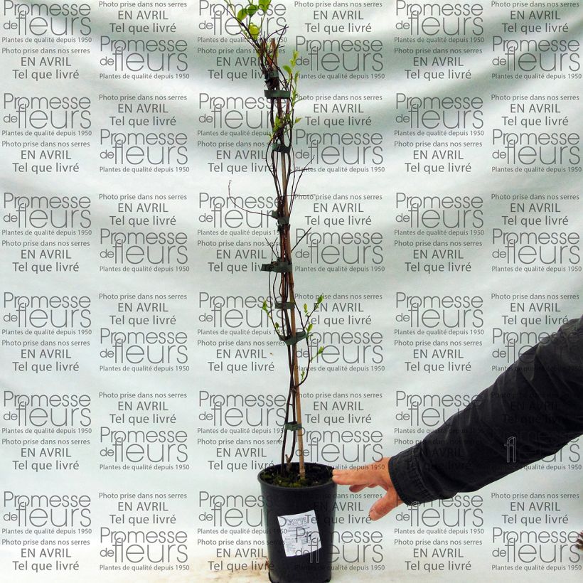 Exemple de spécimen de Tripterygium hypoglaucum Pot de 2L/3L tel que livré