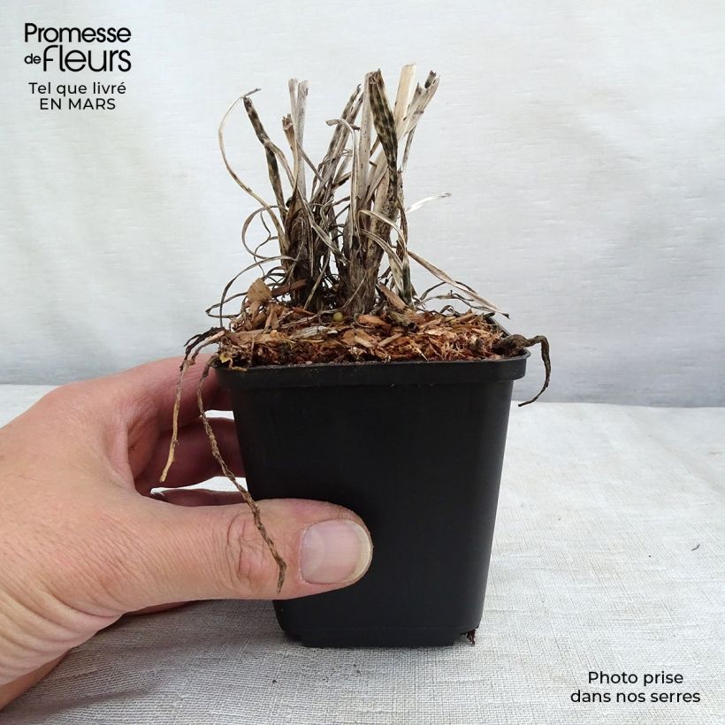 Example of Tritoma - Kniphofia Banana Popsicle Godet de 8/9 cm as you get in printemps