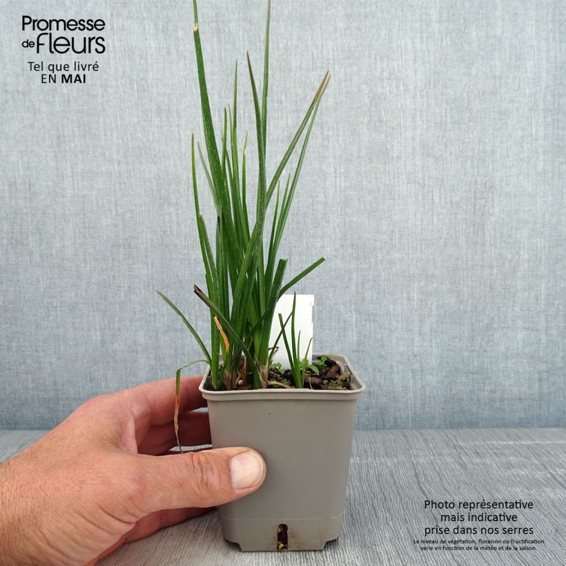 Spécimen de Tritoma - Kniphofia Lemon Popsicle Godet de 8/9 cm tel que livré au printemps