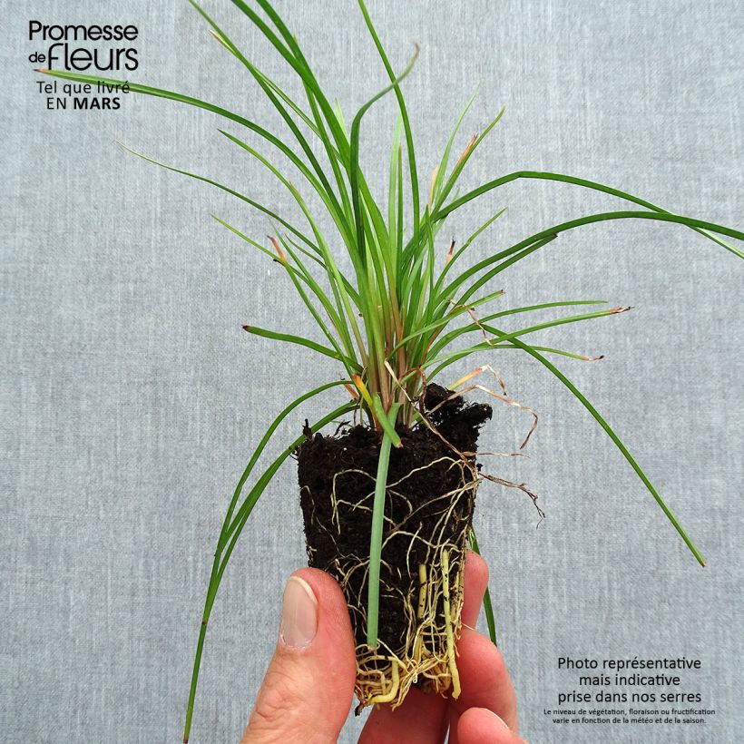 Spécimen de Tritoma - Kniphofia Lemon Popsicle Mini-motte Ø 3/4 cm tel que livré au printemps