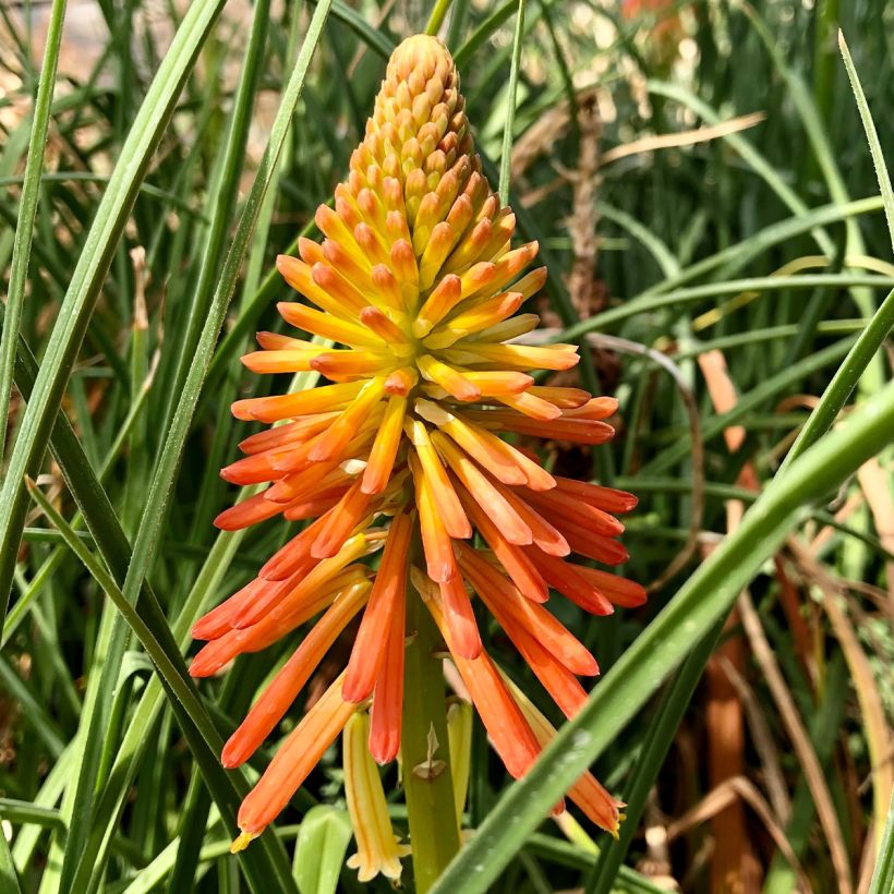 Tritoma - Kniphofia Papaya Popsicle (Flowering)