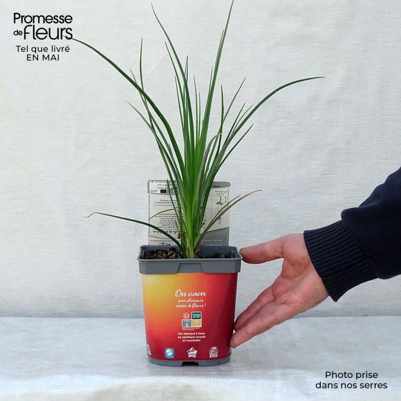 Example of Tritoma - Kniphofia Papaya Popsicle Pot de 2L/3L as you get in printemps