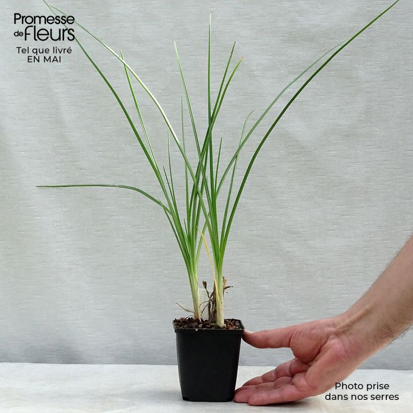 Spécimen de Tritoma - Kniphofia Pineapple Popsicle Godet de 8/9 cm tel que livré au printemps