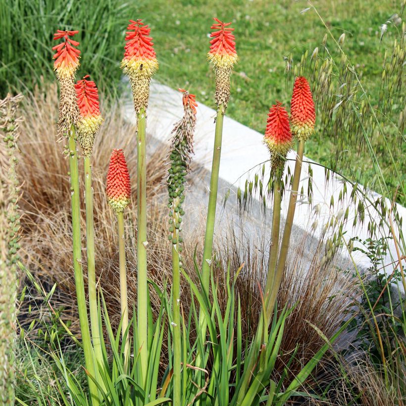 Kniphofia Traffic Lights - Tritoma (Plant habit)