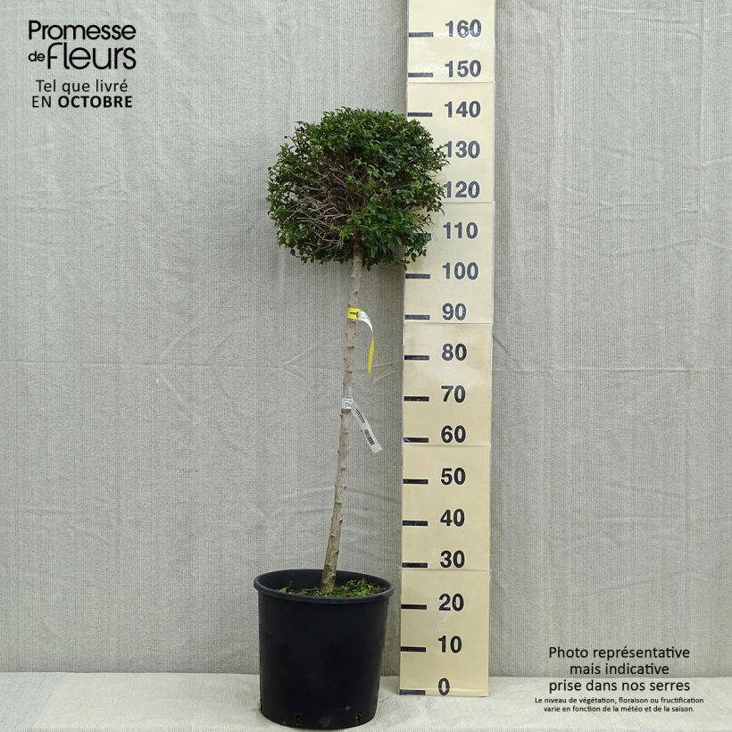 Spécimen de Troène - Ligustrum delavayanum Pot de 12L/15L, 1/4 de tige, Demi-tige (60cm), forme boule diamètre 30/35 cm tel que livré en automne