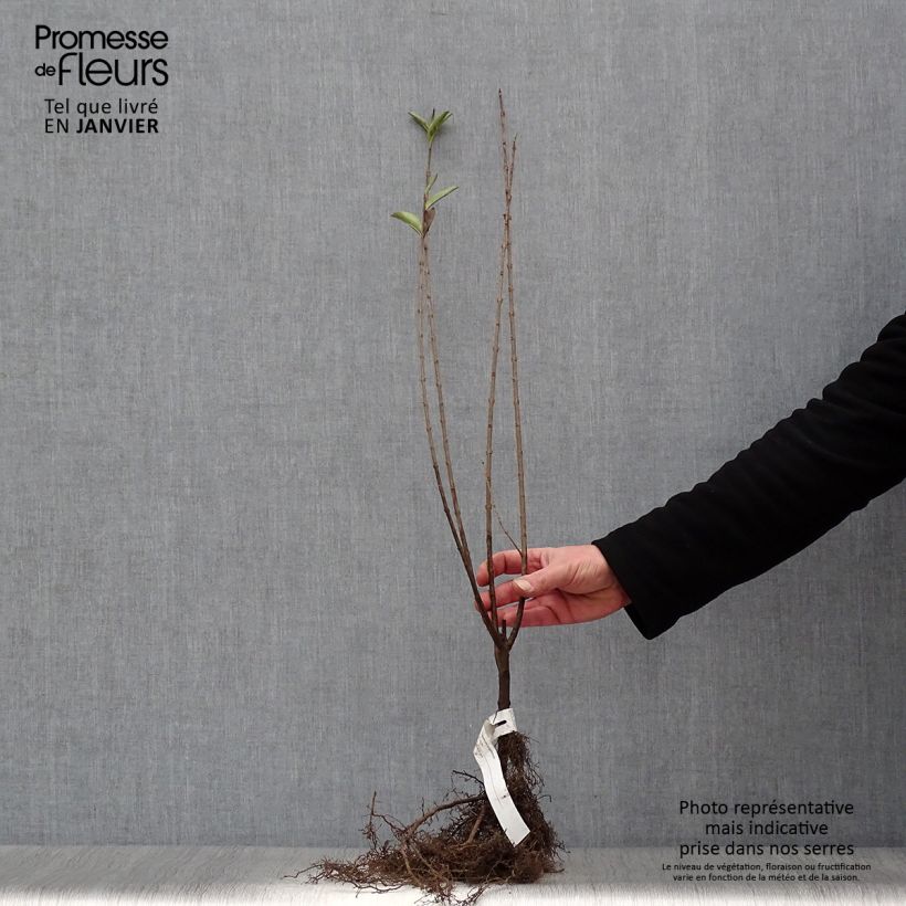 Spécimen de Troène - Ligustrum ovalifolium Racines nues tel que livré en hiver