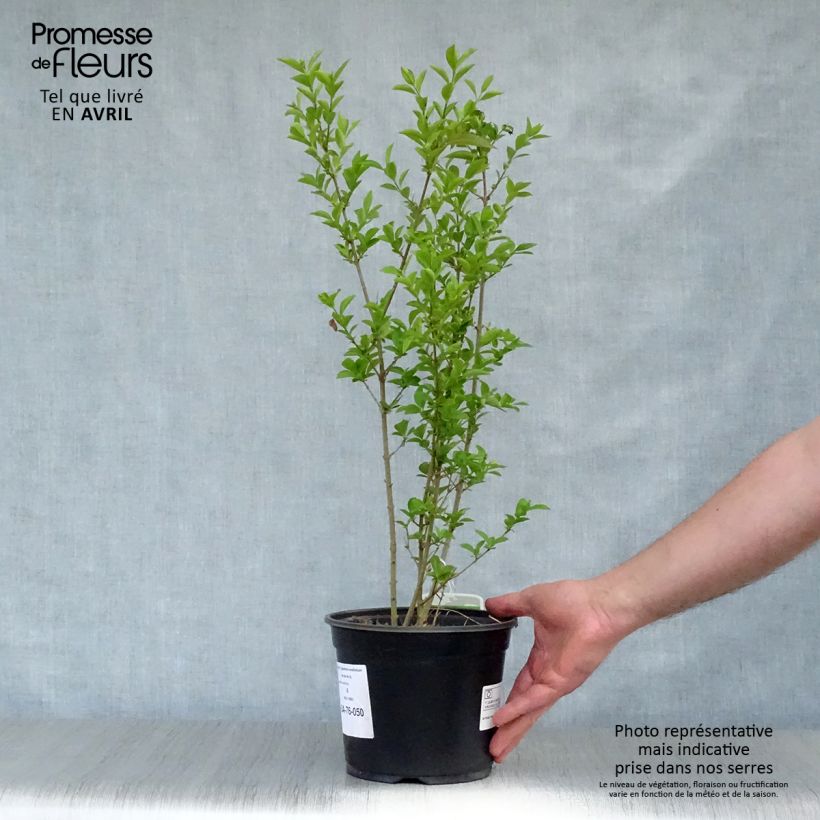 Spécimen de Troène - Ligustrum ovalifolium Pot de 2L/3L tel que livré au printemps
