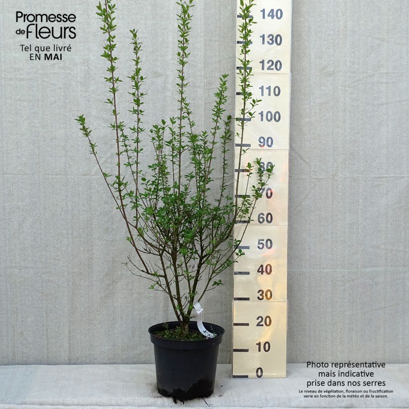 Spécimen de Troène commun - Ligustrum vulgare Atrovirens Pot de 7,5L/10L tel que livré au printemps