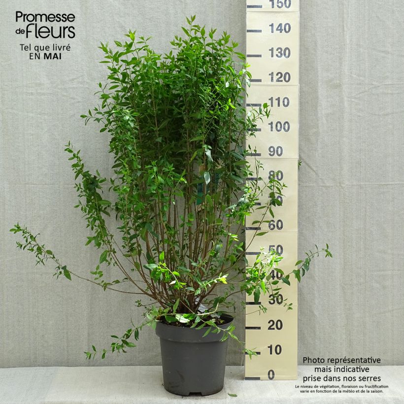 Spécimen de Troène commun - Ligustrum vulgare Atrovirens Pot de 12L/15L tel que livré au printemps