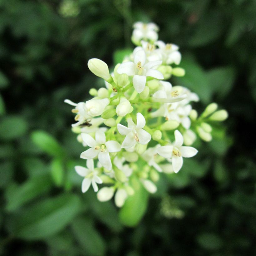 Troène commun - Ligustrum vulgare  (Floraison)