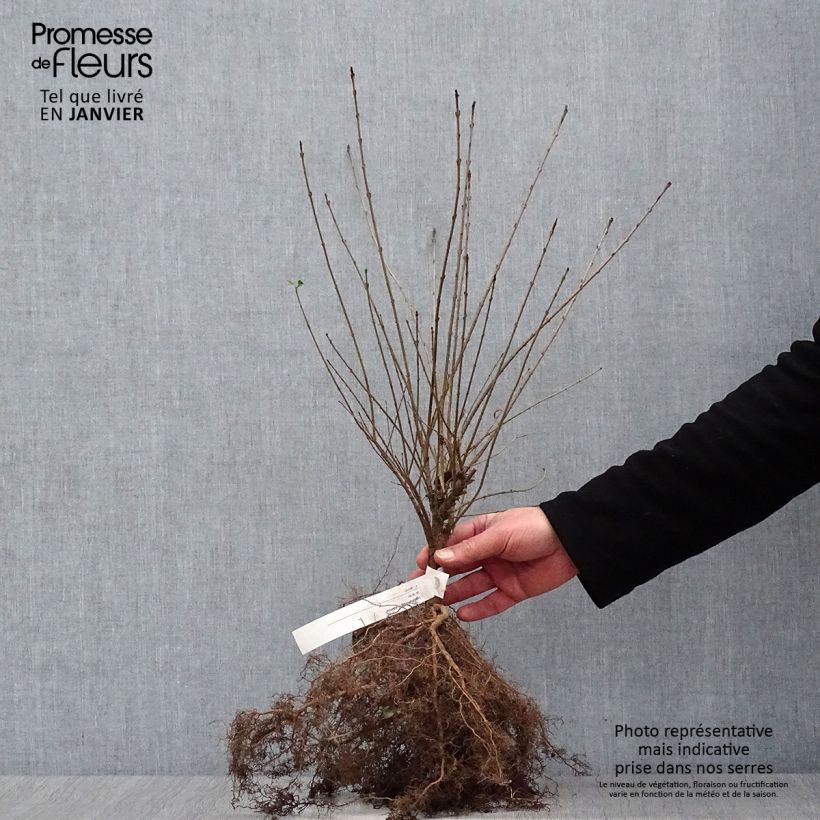 Spécimen de Troène commun - Ligustrum vulgare Lodense Racines nues tel que livré en hiver