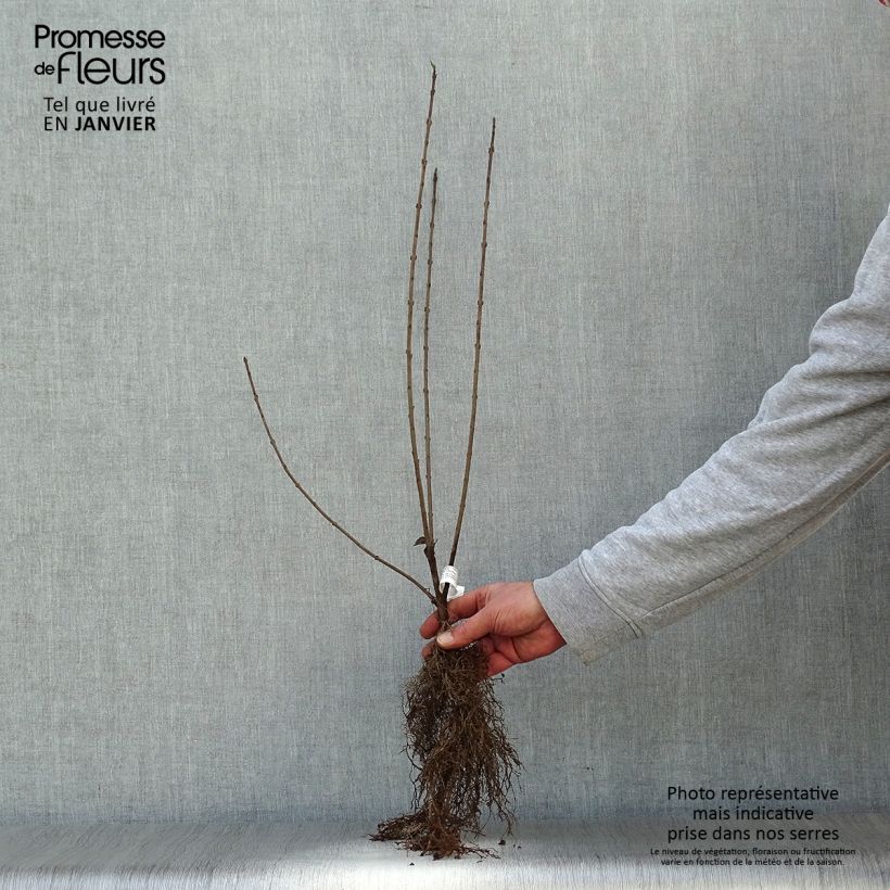 Spécimen de Troène commun - Ligustrum vulgare  Racines nues tel que livré en hiver