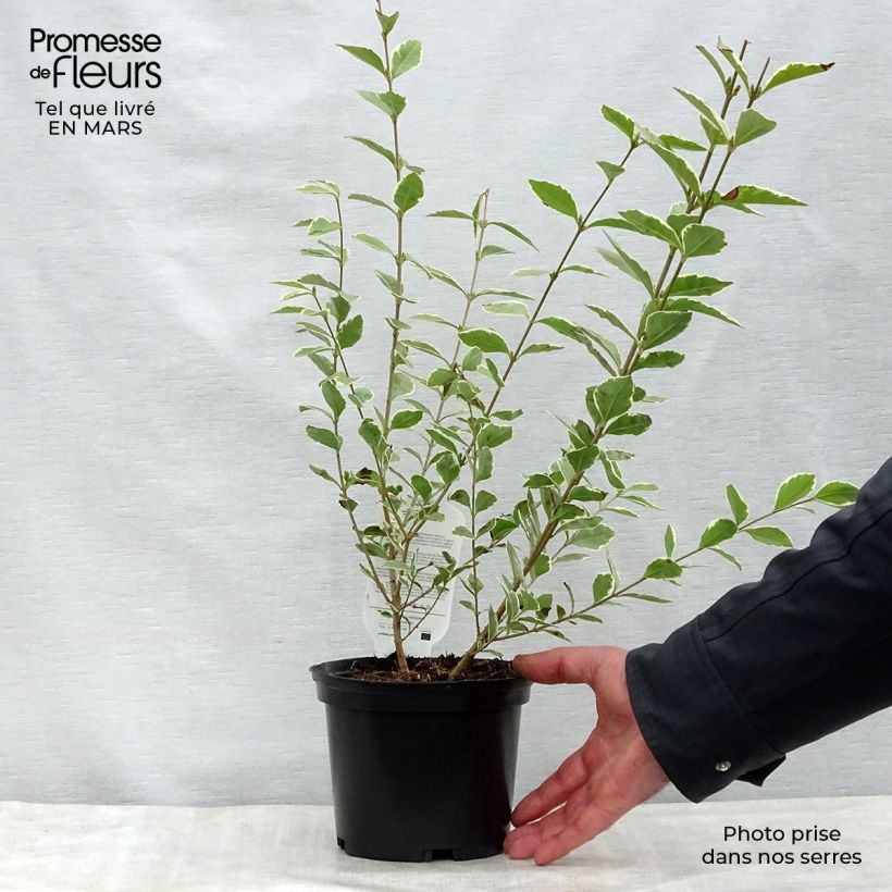 Spécimen de Troène de Californie Argenteum - Ligustrum ovalifolium Pot de 2L/3L tel que livré au printemps