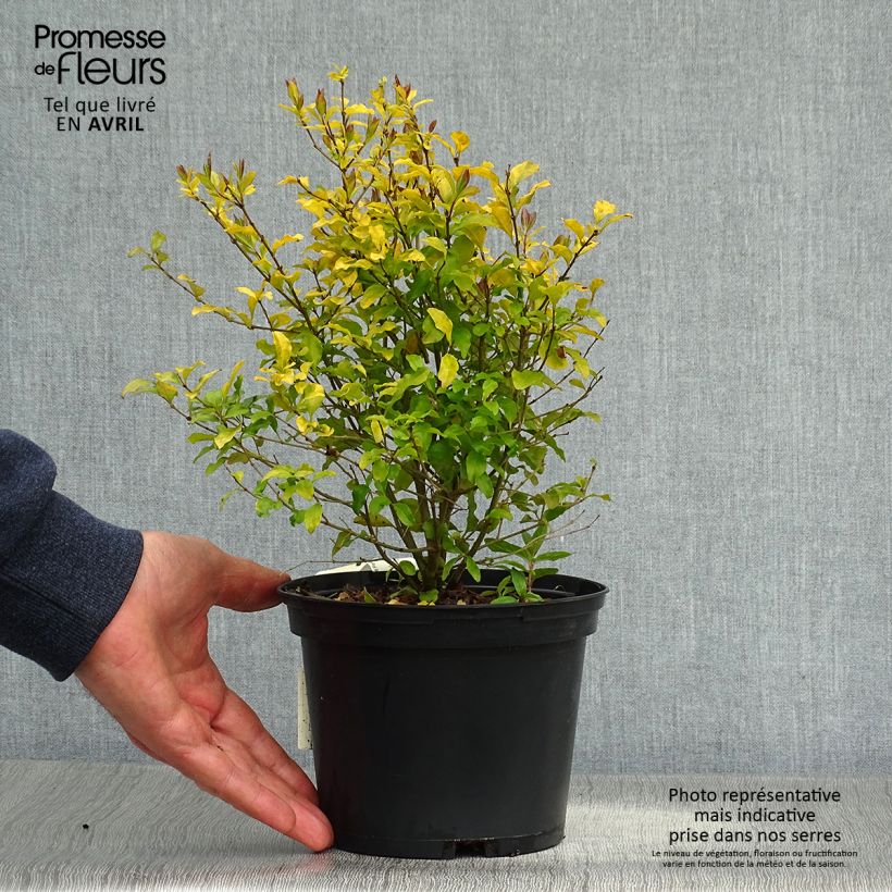Spécimen de Troène de Californie Lemon Lime - Ligustrum ovalifolium  Pot de 2L/3L tel que livré au printemps