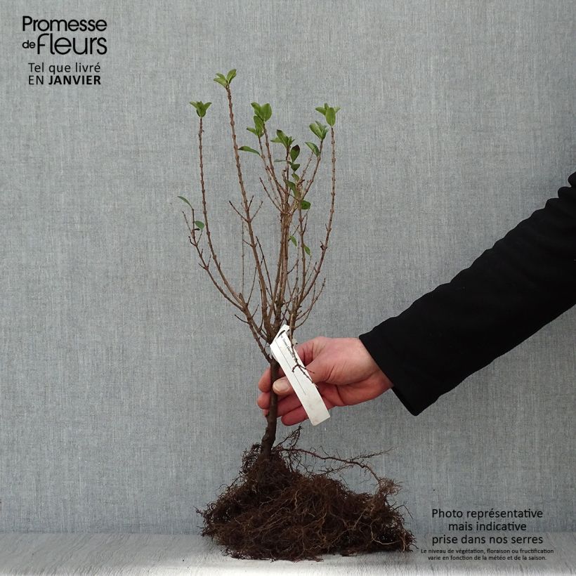 Spécimen de Troène de Californie - Ligustrum ovalifolium Green Diamond Racines nues tel que livré en hiver