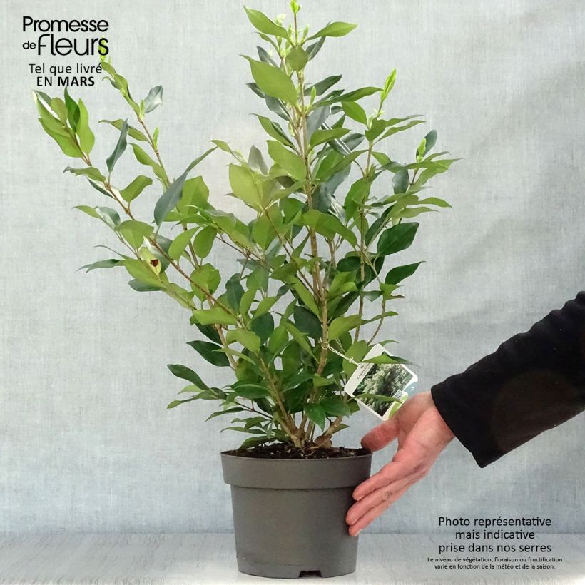 Example of Troène de Chine - Ligustrum lucidum Pot de 2L/3L as you get in printemps