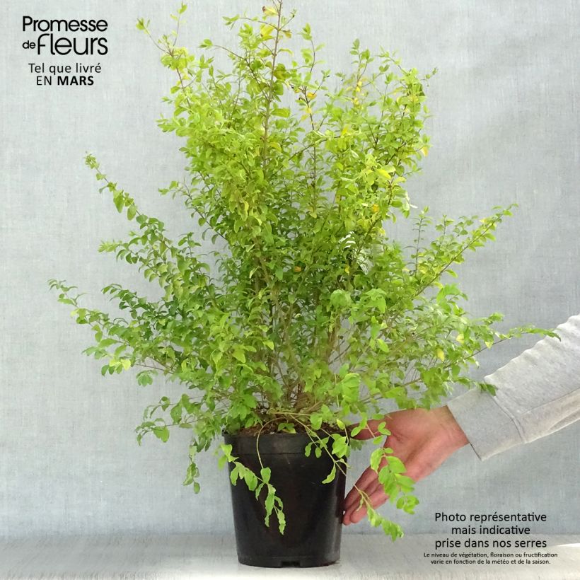 Spécimen de Troène de Chine - Ligustrum sinense Sunshine Pot de 4L/5L tel que livré au printemps
