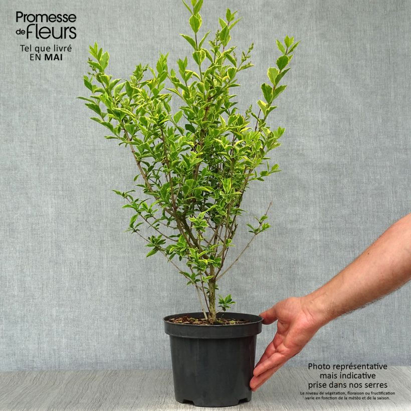 Spécimen de Troène doré  - Ligustrum ovalifolium Aureum Pot de 2L/3L tel que livré au printemps
