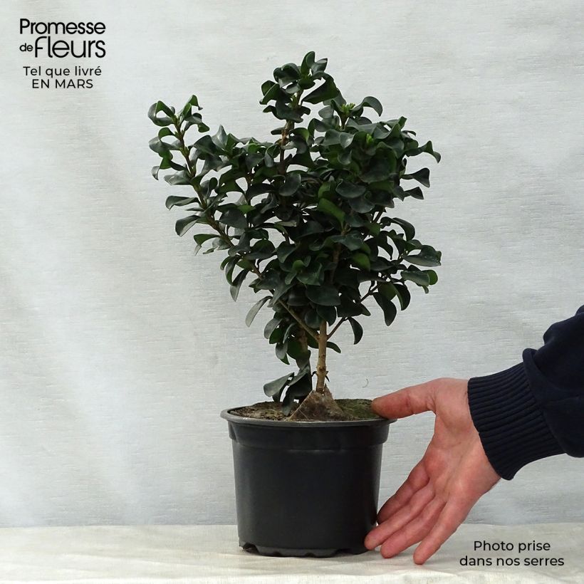 Spécimen de Troène du Japon - Ligustrum japonicum Rotundifolium Pot de 2L/3L tel que livré au printemps