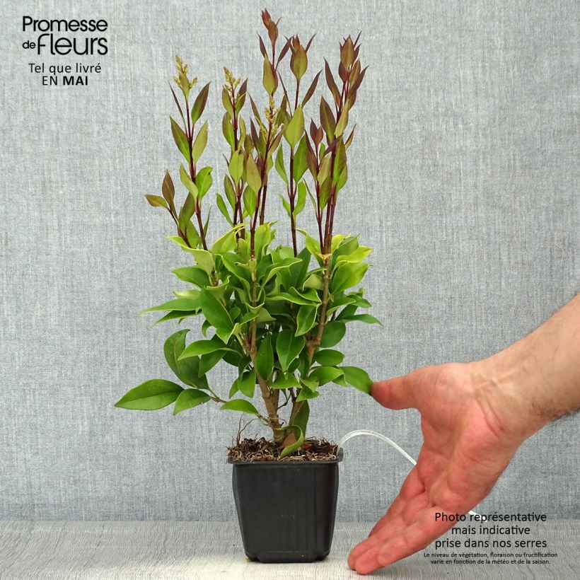 Example of Troène du Japon - Ligustrum japonicum Godet de 8/9 cm as you get in printemps