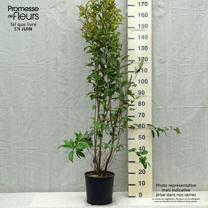 Example of Troène du Japon - Ligustrum japonicum Pot de 7,5L/10L as you get in printemps