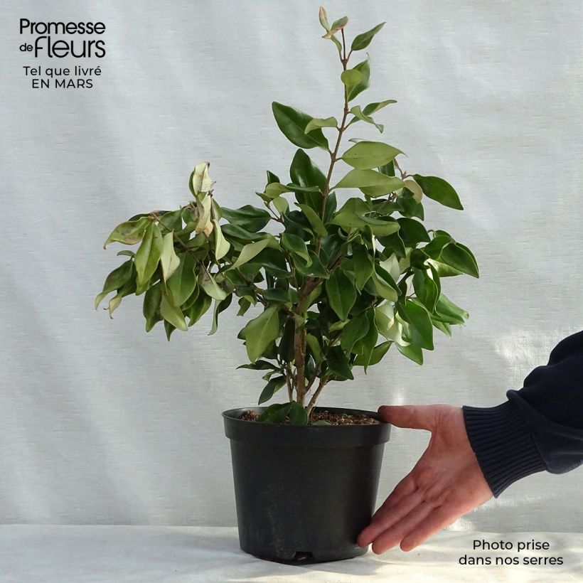 Spécimen de Troène du Texas - Ligustrum japonicum Texanum Pot de 2L/3L tel que livré au printemps