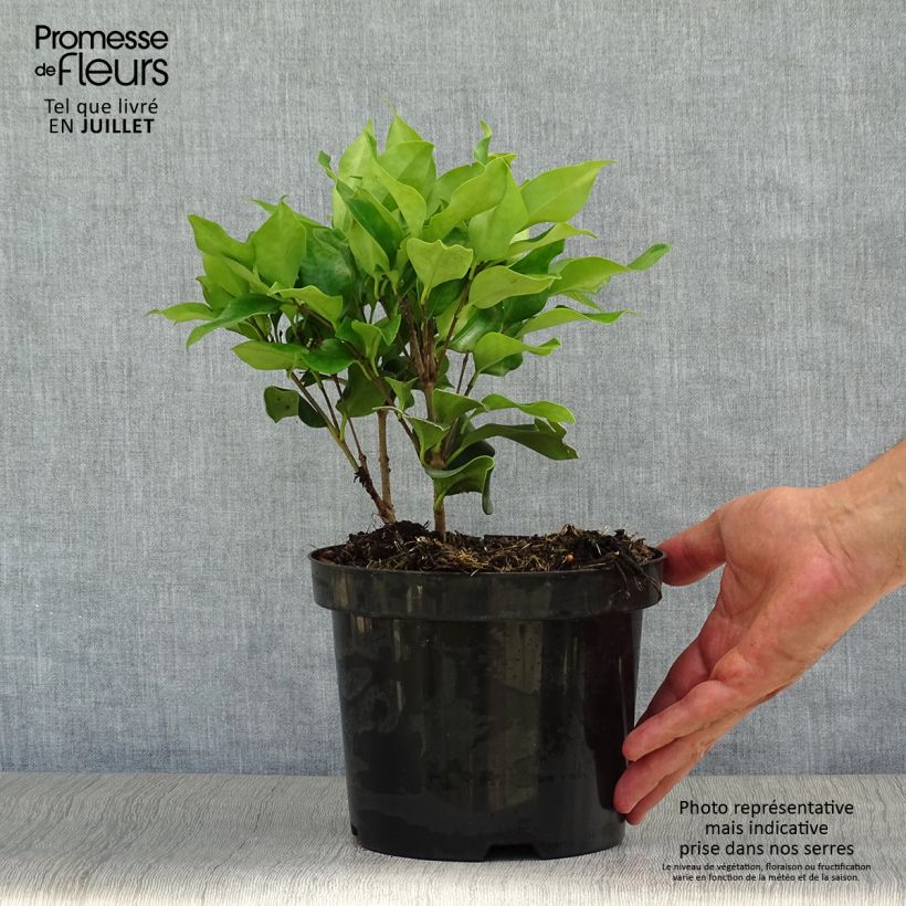 Spécimen de Troène du Texas - Ligustrum japonicum Texanum Pot de 2L/3L tel que livré en été