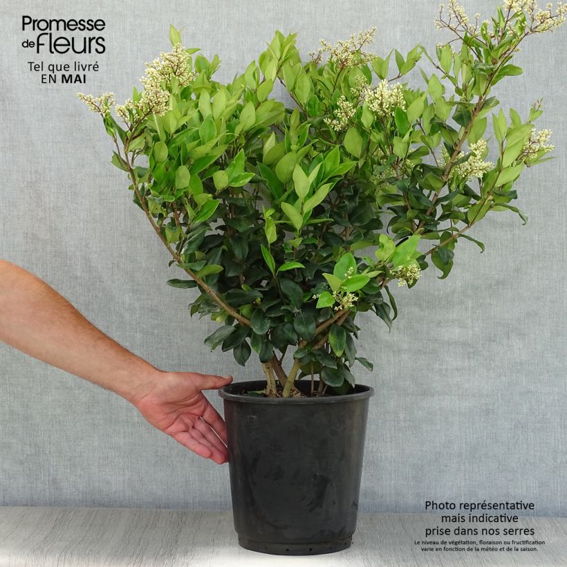 Spécimen de Troène du Texas - Ligustrum japonicum Texanum Pot de 7,5L/10L tel que livré au printemps