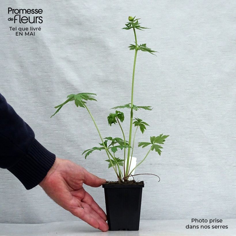 Spécimen de Trolle - Trollius chinensis Golden Queen Godet de 8/9 cm tel que livré au printemps