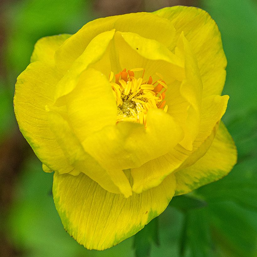 Trolle d'Europe - Trollius europaeus Lemon Supreme (Floraison)