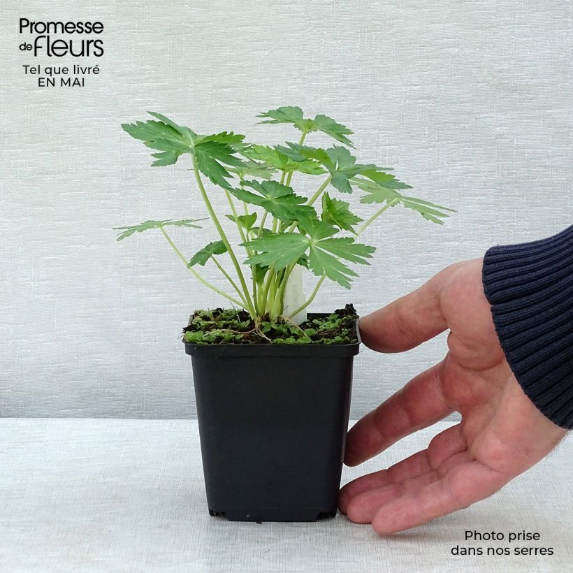 Spécimen de Trolle des montagnes - Trollius europaeus Godet de 8/9 cm tel que livré au printemps