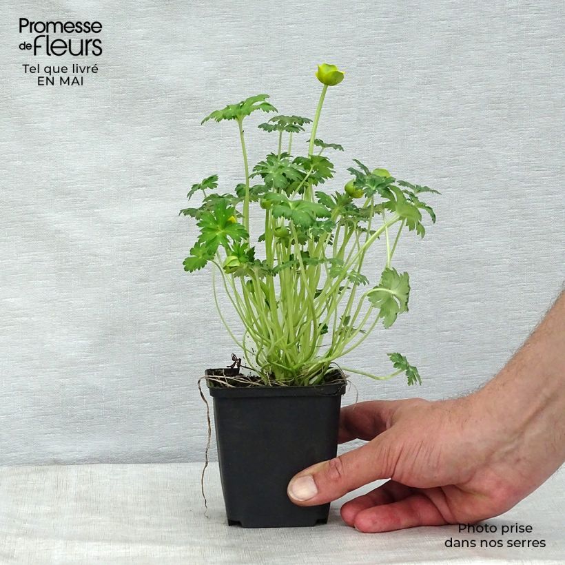 Spécimen de Trolle nain - Trollius pumilus Godet de 8/9 cm tel que livré au printemps