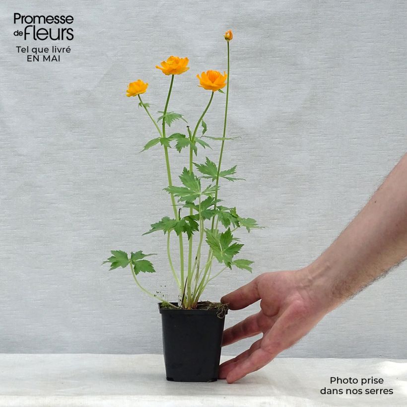 Spécimen de Trollius asiaticus - Trolle d'Asie Godet de 8/9 cm tel que livré au printemps