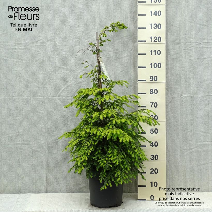 Spécimen de Tsuga canadensis - Pruche du Canada Pot de 3L/4L tel que livré au printemps