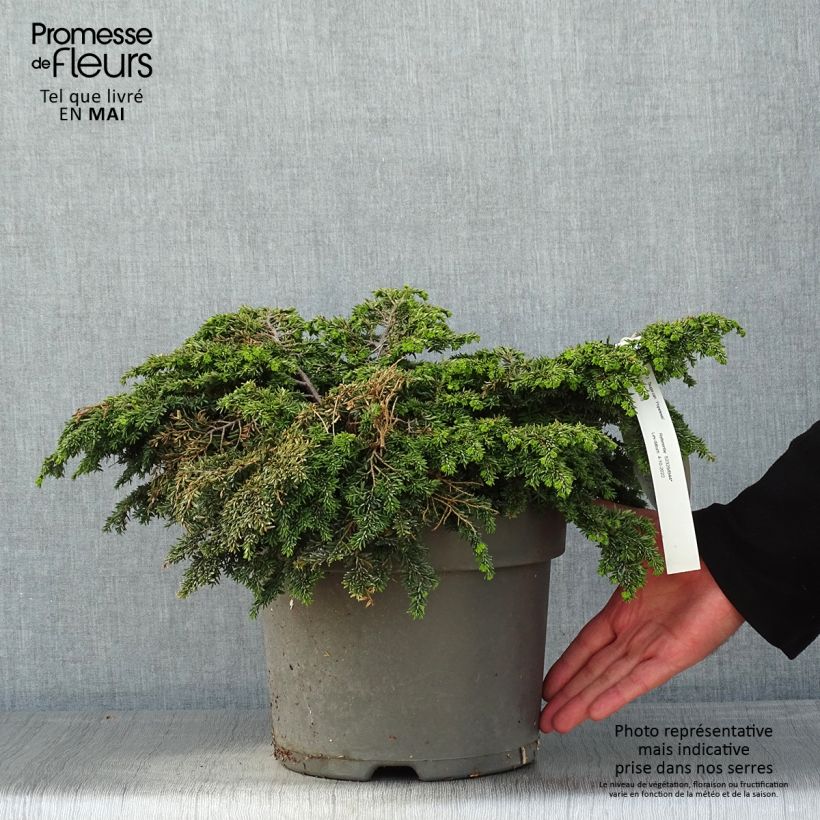 Spécimen de Pruche du Canada - Tsuga canadensis Popeleski                     Pot de 7,5L/10L tel que livré au printemps