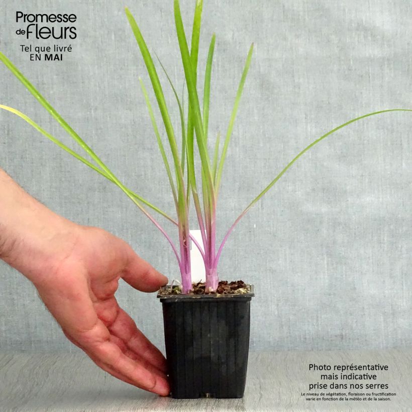 Example of Tulbaghia Flamingo - Tulbaghie Godet de 8/9 cm as you get in printemps