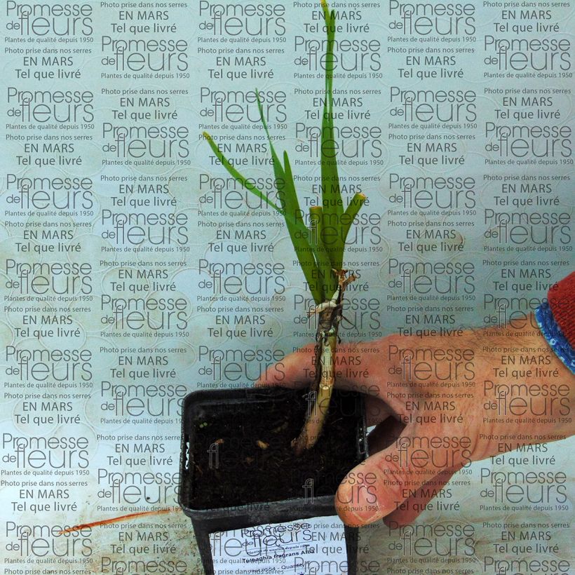 Exemple de spécimen de Tulbaghia fragrans Alba   Bulbe tel que livré