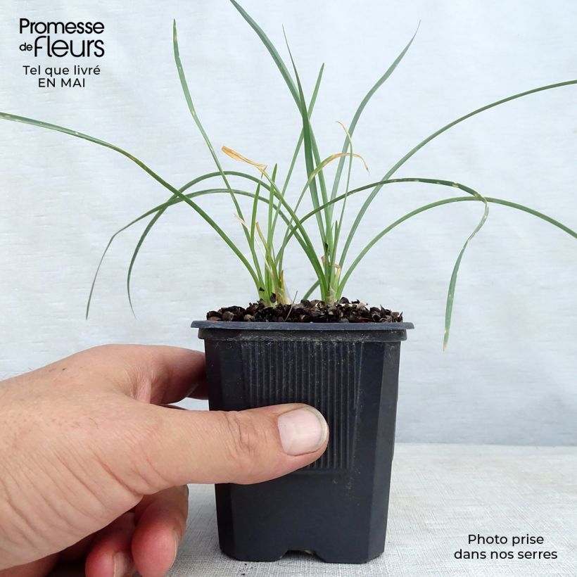 Example of Tulbaghia violacea Ashanti Godet de 8/9 cm as you get in printemps