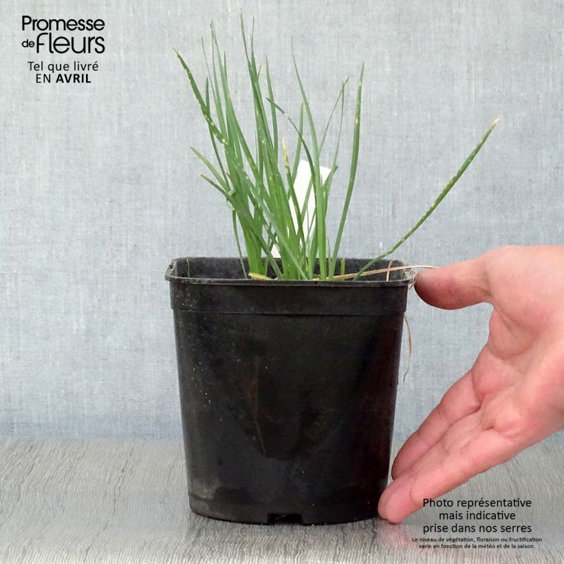 Example of Tulbaghia violacea Ashanti Pot de 2L/3L as you get in printemps