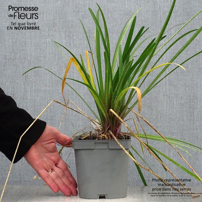 Spécimen de Tulbaghia violacea Kilimanjaro Pot de 2L/3L tel que livré en automne