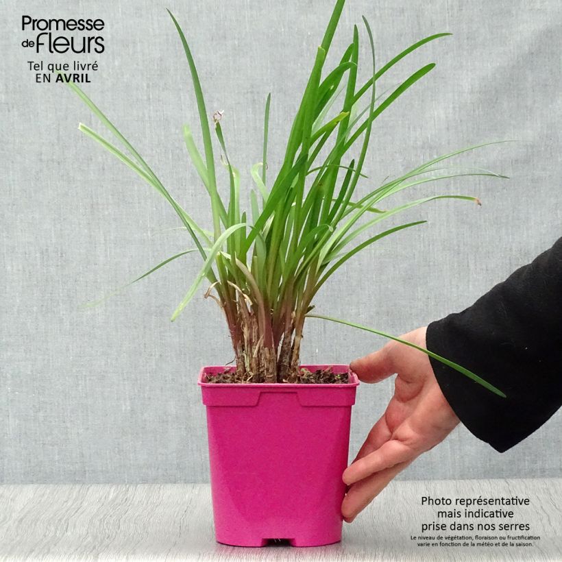 Spécimen de Tulbaghia violacea Kilimanjaro Pot de 2L/3L tel que livré au printemps