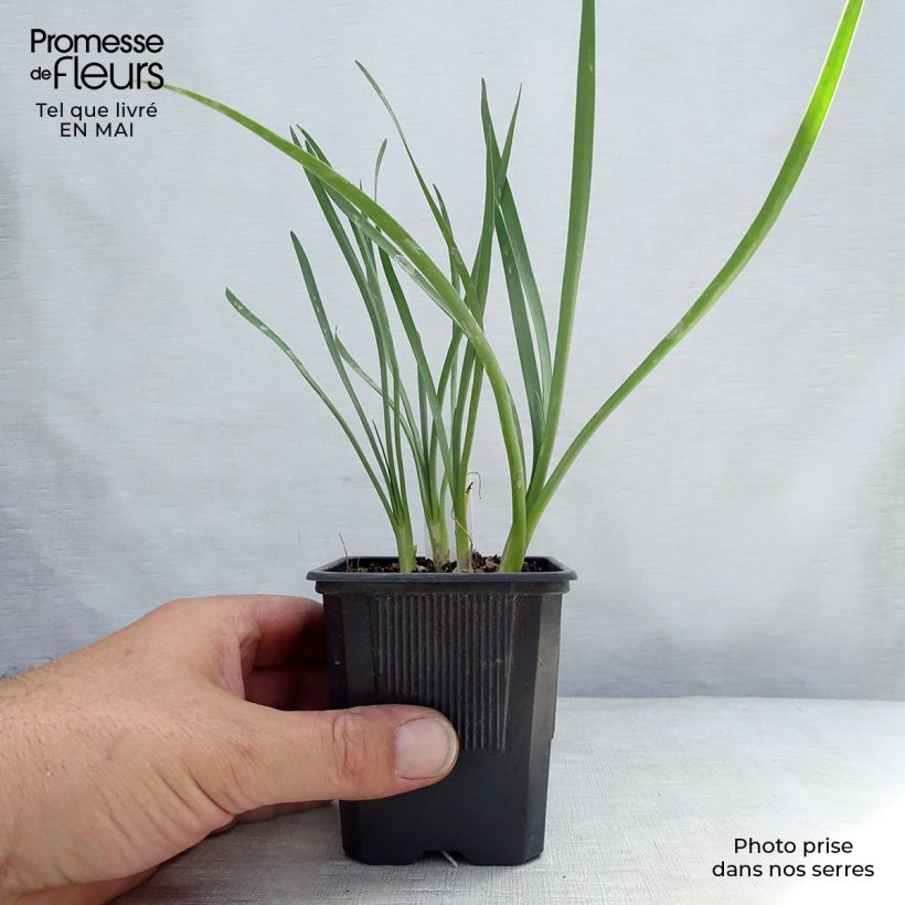 Spécimen de Tulbaghia violacea Pearl - Tulbaghie Godet de 8/9 cm tel que livré au printemps