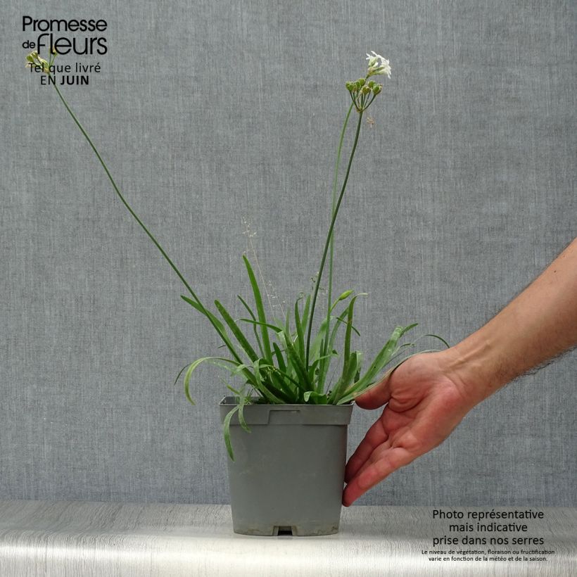 Example of Tulbaghia violacea Savannah Lightning - Tulbaghie  Pot de 2L/3L as you get in ete