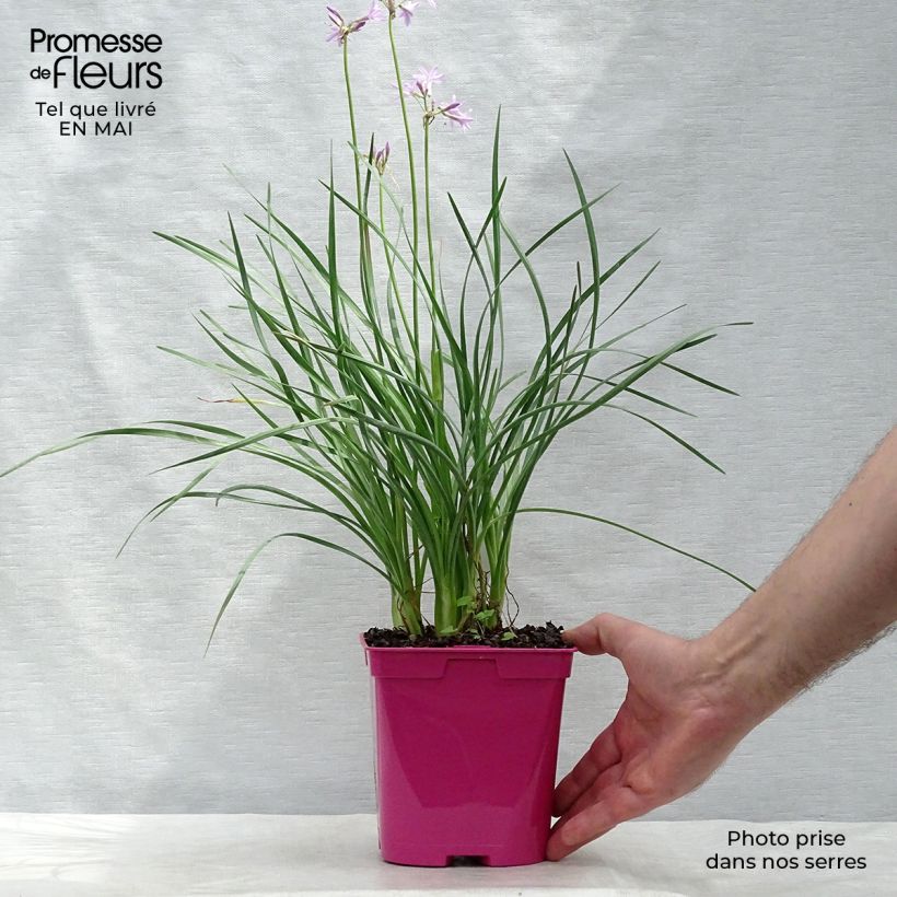 Spécimen de Tulbaghia violacea - Tulbaghie Pot de 2L/3L tel que livré au printemps